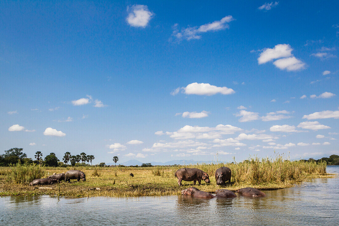 Hippos, Hippopotamus grasing along the Shire River, Liwonde National Park, Malawi, Africa
