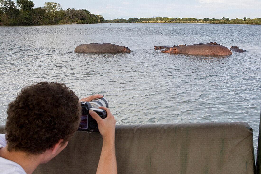 Ein Mann fotografiert, filmt eine Gruppe Flusspferde im Shire River, Liwonde Nationalpark, Malawi, Afrika