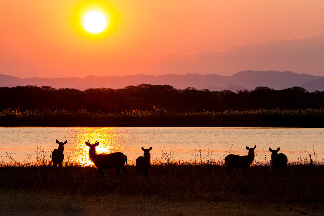 Waterbuck at the banks of the river beneath the sunset, Shire River, Liwonde Nationalpark, Malawi, Africa