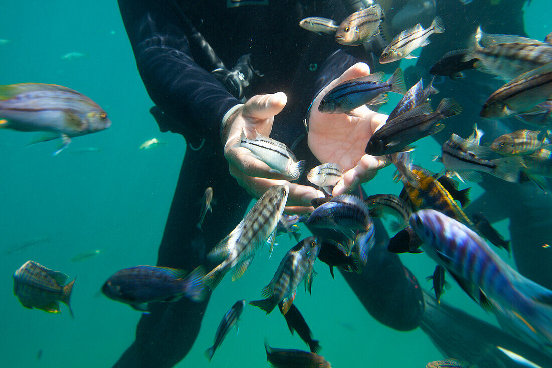 Ein Mann beim Schnorcheln und viele Fische, Malawi See, Afrika