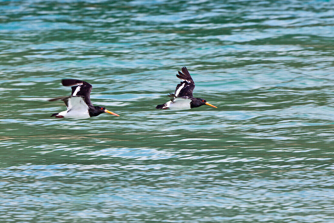 blocked for illustrated books in Germany, Austria, Switzerland: A pair of flying oystercatcher birds, Awaroa Inlet, Abel Tasman Coastal Track, Great Walks, north-west of South Island, Abel Tasman National Park, South Island, New Zealand