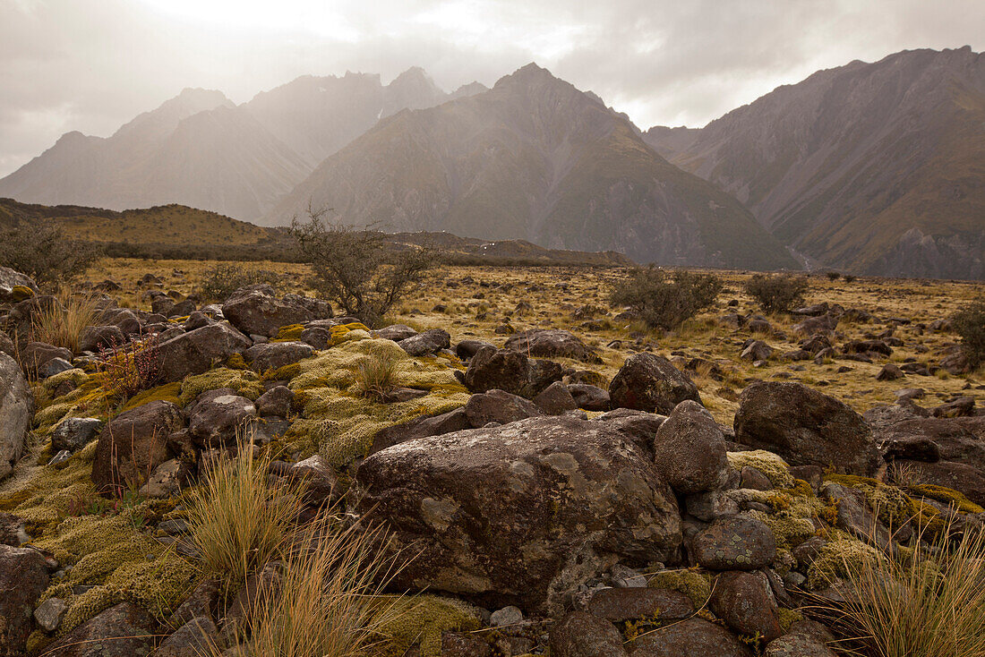 Moos und Flechten,Endmoräne in Tasman Valley,Gletschertal,Aoraki,Mount Cook National Park,Südinsel,Neuseeland