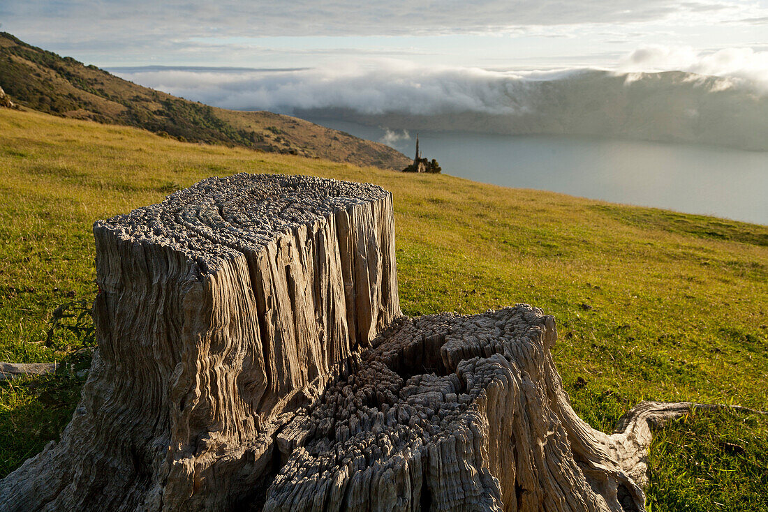 blocked for illustrated books in Germany, Austria, Switzerland: Tree stump, remains of a forest cleared for pasture, above Akaroa Harbour, Banks Peninsula, Canterbury, South Island, New Zealand