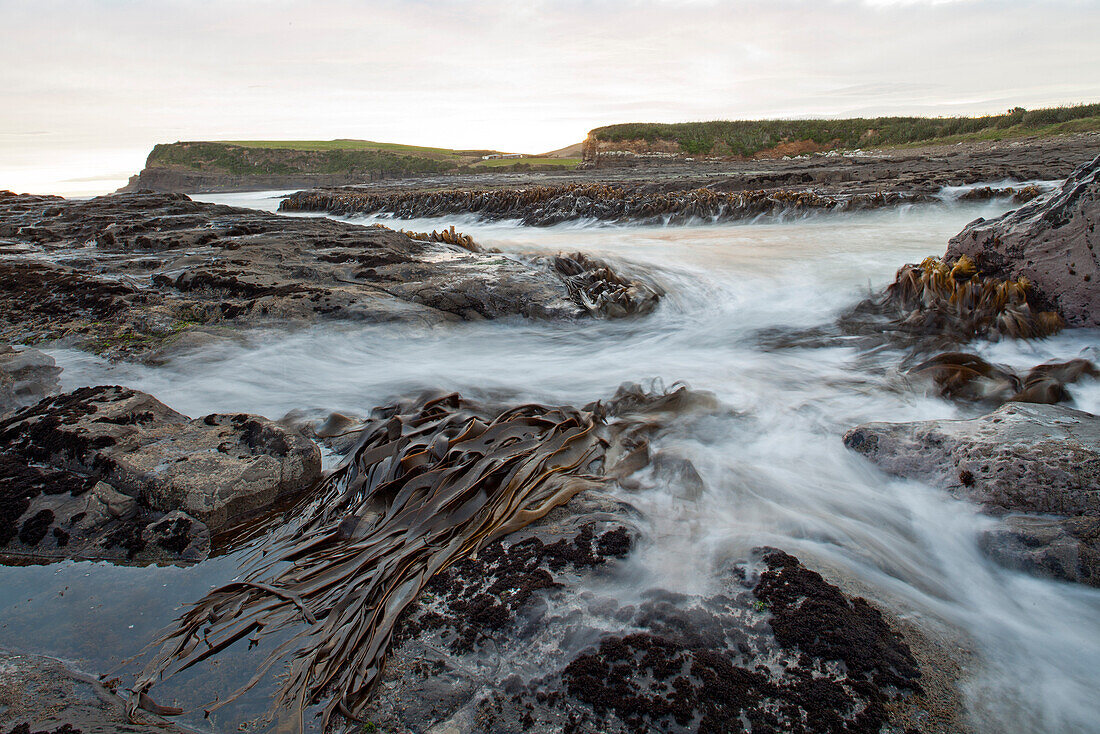 Ledertang am Riff,in Gezeitenströmung,Curio Bay,Catlins,Südinsel,Neuseeland