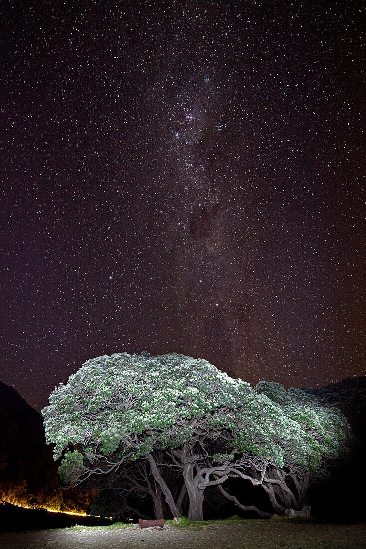 Angestrahlte Baum an der Küstenstrasse unter Sternenhimmel,Milchstrasse,Pohutukawa Baum,East Cape,Nordinsel,Neuseeland