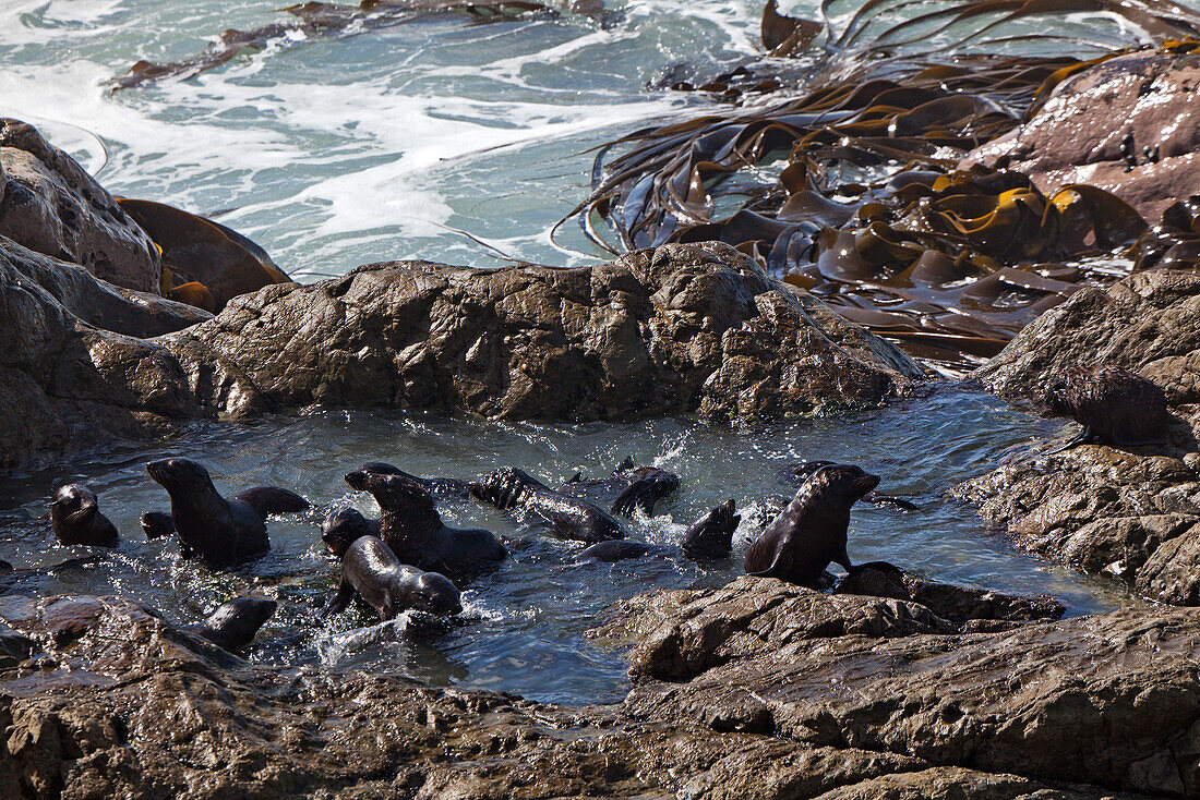 blocked for illustrated books in Germany, Austria, Switzerland: Young seals playing in a protected rocky pool away from the surge, Kaikoura, South Island, New Zealand