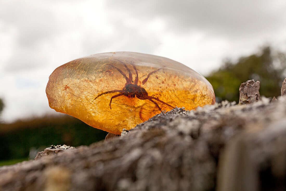 blocked for illustrated books in Germany, Austria, Switzerland: Spider enclosed in Kauri resin, Matakohe Kauri Museum, North Island, New Zealand