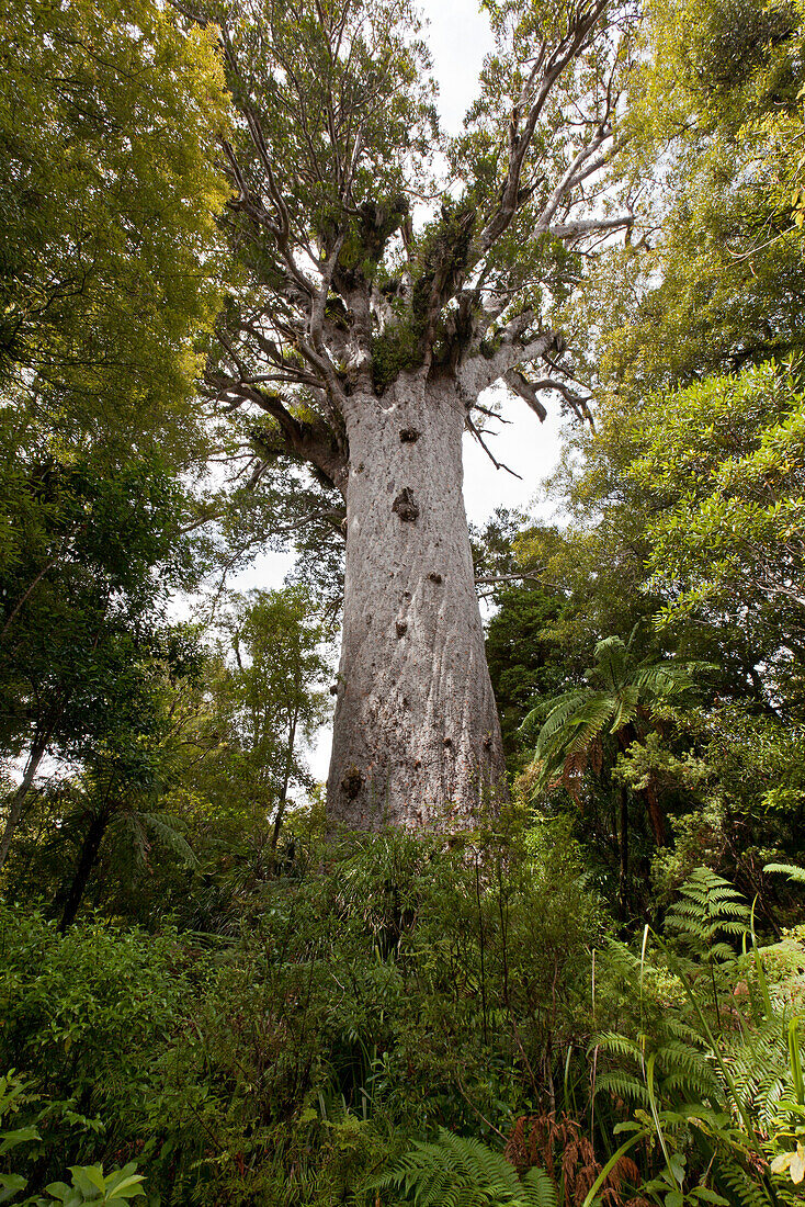 Kauri Baum,Kaurirese im Waipoua forest,Tane Mahuta,Gott des Waldes,Agathis australis,Urwald,Northland,Nordinsel,Neuseeland