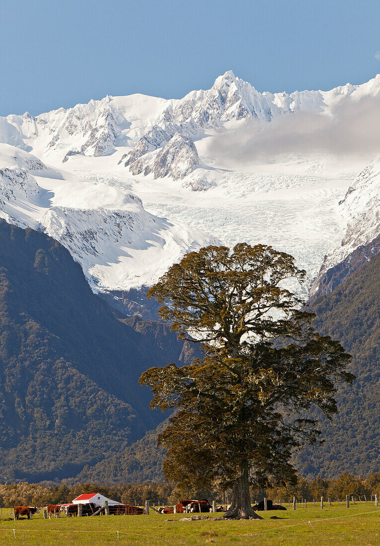 blocked for illustrated books in Germany, Austria, Switzerland: giant tree in front of mountain scenery, Fox Glacier, Southern Alps, South Island, New Zealand