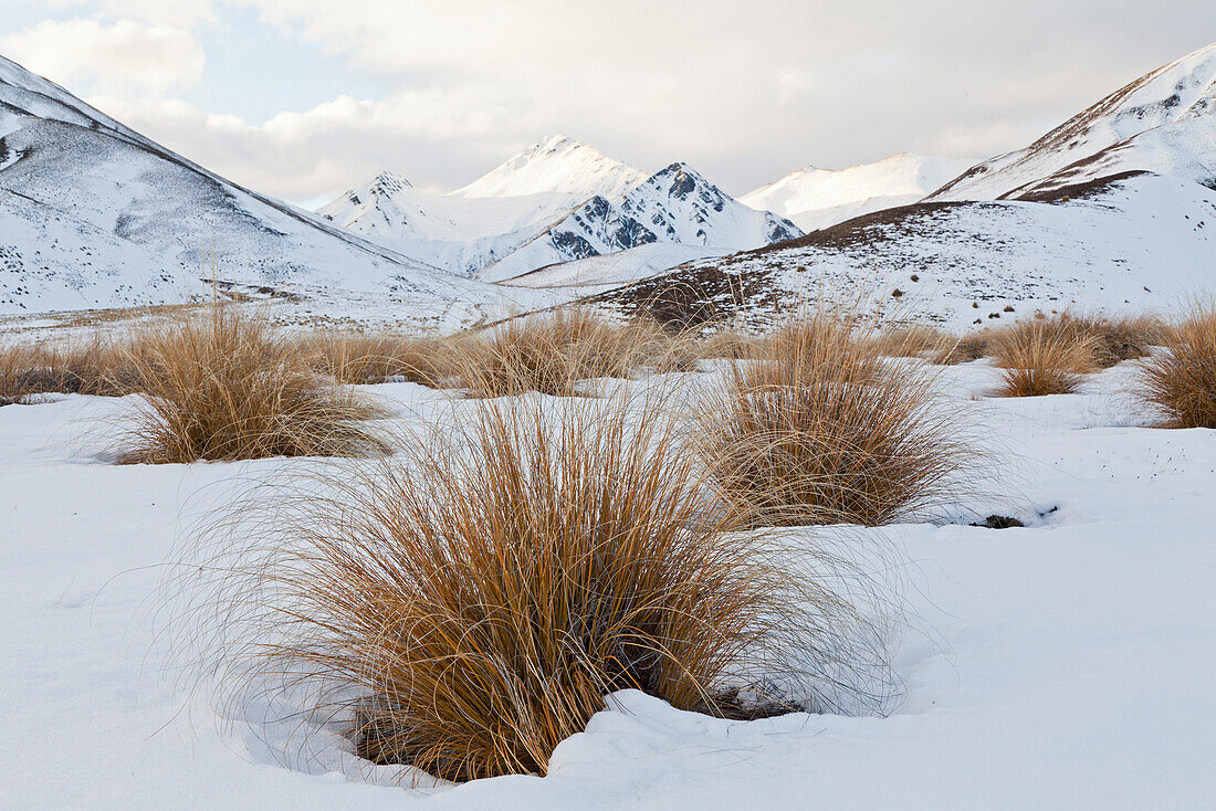 Tussockgras im Schnee am Lindis Pass,Otago,Südinsel,Neuseeland