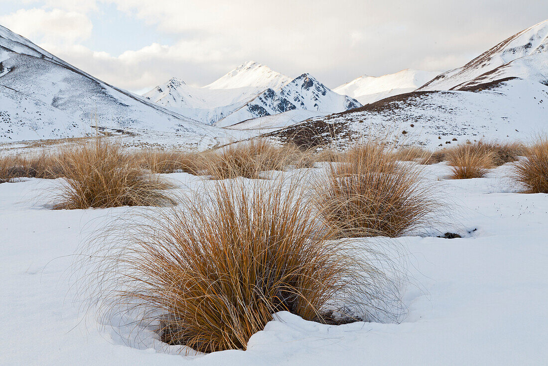blocked for illustrated books in Germany, Austria, Switzerland: Tussock grass in snow at Lindis Pass, mountain scenery, Otago, South Island, New Zealand