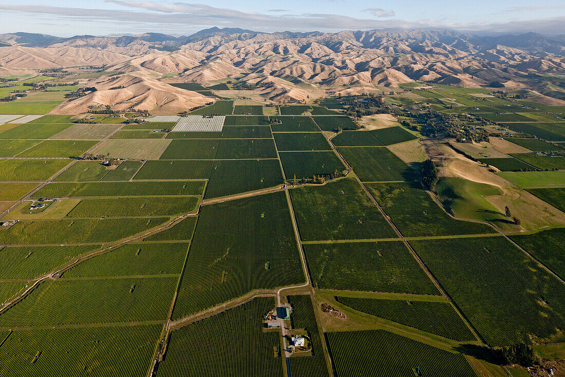 Luftaufnahme von Weinfelder im Wairau-Tal,Marlborough Weinfelder,Weinanbaugebiet bei Blenheim,Marlborough,Südinsel,Neuseeland