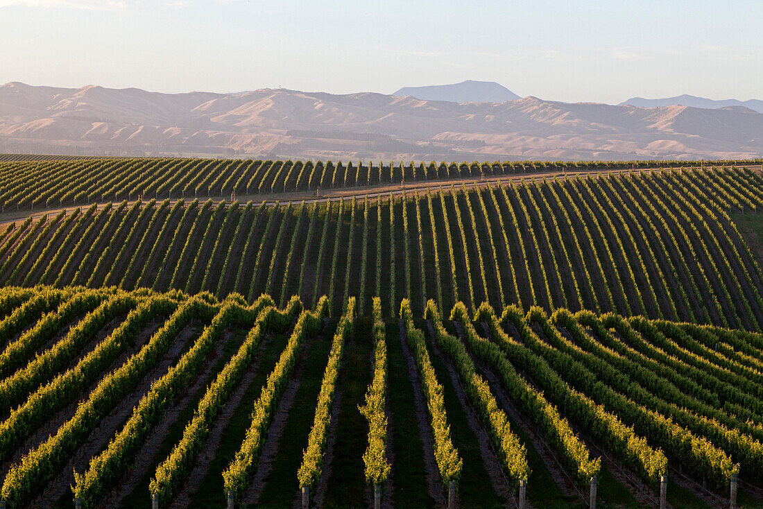 Weinfelder und Weinberge auf dem Yealands Estate,Reihen bis zum Horizont,Awatere Valley,Südinsel,Neuseeland
