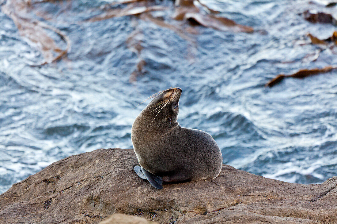 Junge Pelzrobbe streckt sich,Pelzrobbe,Kaikoura,Canterbury,Südinsel,Neuseeland