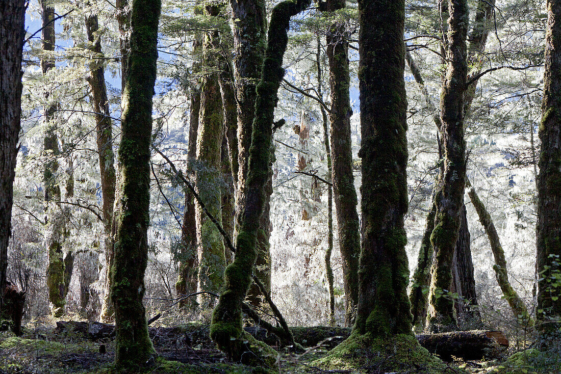 blocked for illustrated books in Germany, Austria, Switzerland: Forest trees with white lichen, Rain forest, Fairytale, South Island, New Zealand