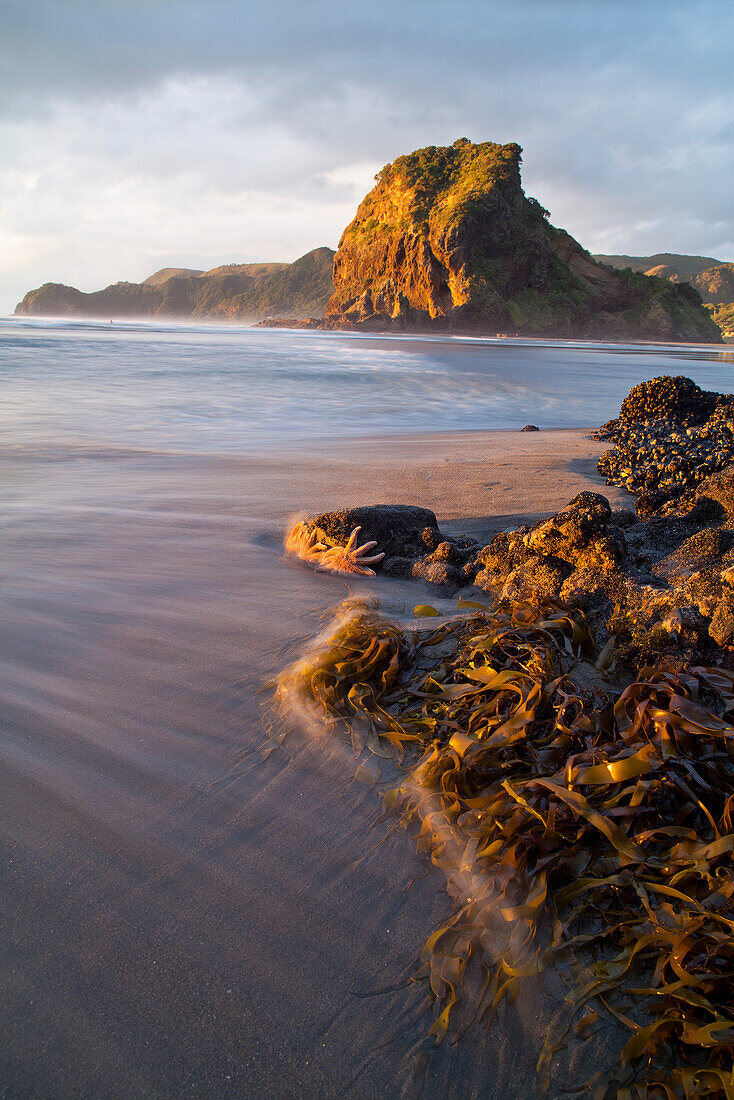 Felsformation mit Seesternen,Muscheln und Tangsträngen,verwischtes Wasser,Lion Rock,Piha Beach im Abendrot,Meeresströmungen,Nordinsel,Neuseeland