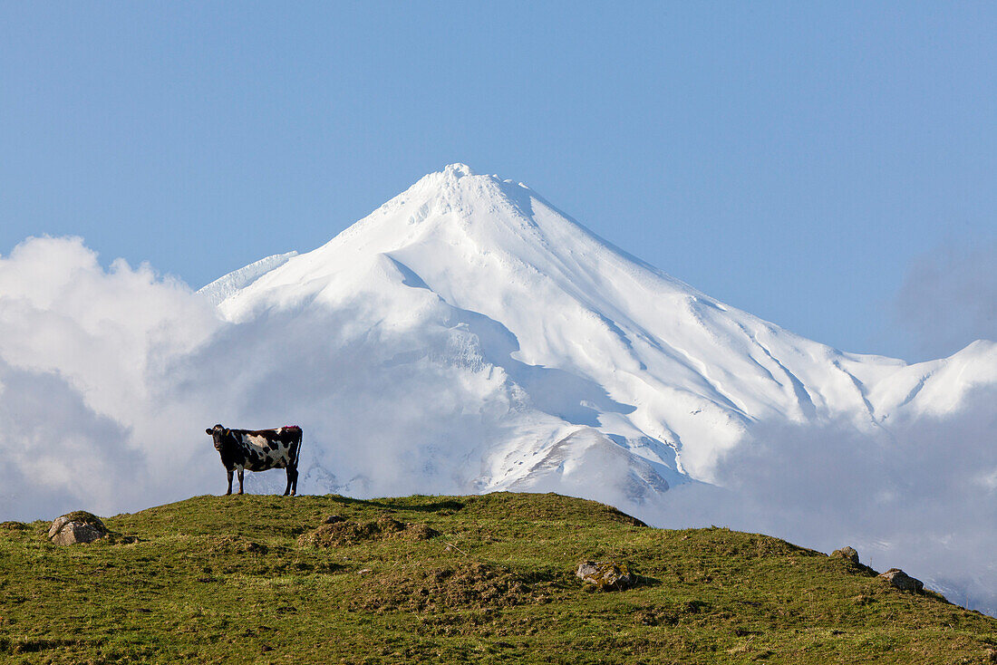 blocked for illustrated books in Germany, Austria, Switzerland: Dairy cow standing on a pasture in front of Mt Egmont volcano, Mount Taranaki, North Island, New Zealand
