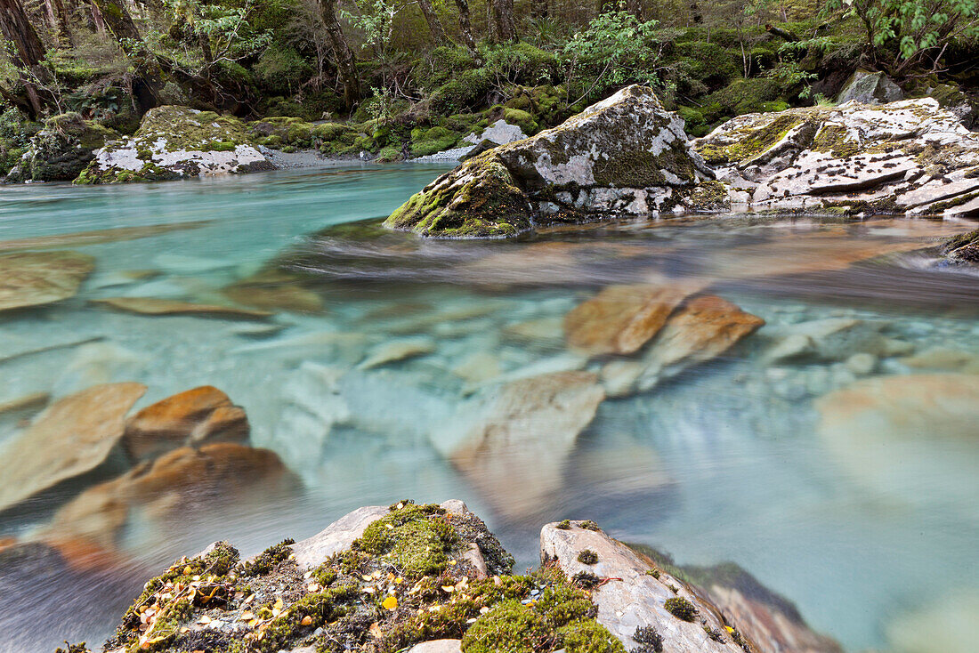Türkisfarbenes,klares Wasser am Routeburn Track,Urwald,Moose,Südinsel,Neuseeland