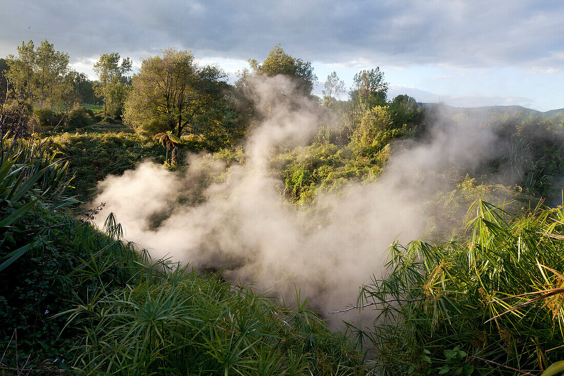 blocked for illustrated books in Germany, Austria, Switzerland: Thermal park at Waikite camping site, steam from a hot boiling spring, North Island, New Zealand