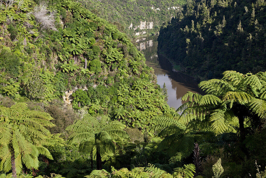 Baumfarne an den Teilhängen des Whanganui River,Wanderweg,Whanganui River,Nordinsel,Neuseeland