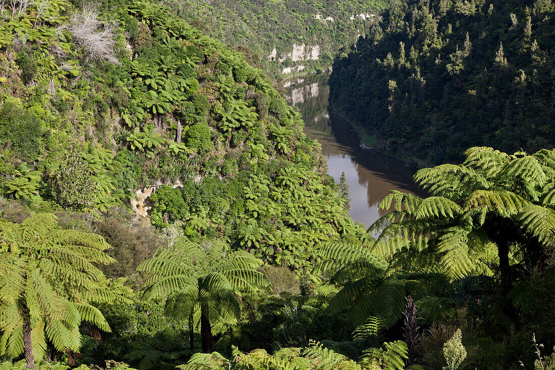 blocked for illustrated books in Germany, Austria, Switzerland: Tree ferns, eroded escarpments and sand clay cliffs of the Whanganui River, North Island, New Zealand