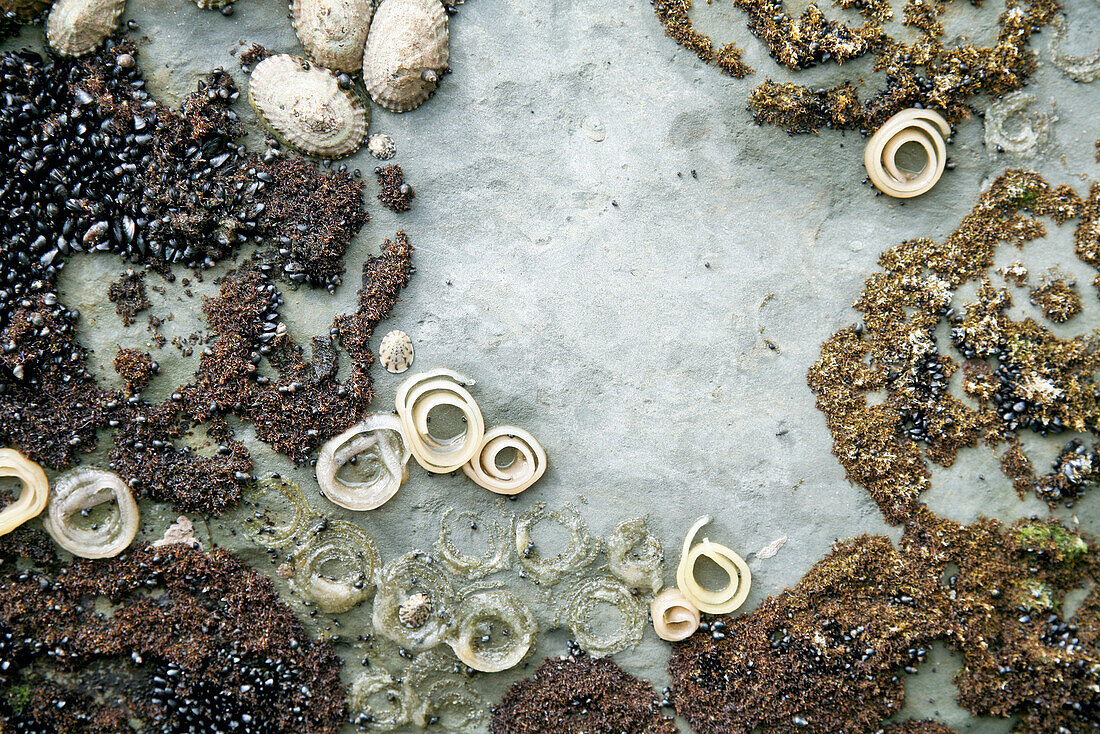 Muscheln und Röhrenwürmer,Kolonie am Fels,Meeresleben,Gezeitenzone,Südinsel,Neuseeland