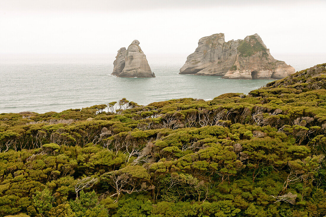 Felsgruppe an der Küste bei Wharariki Strand,Archway Islands,Teatree-Bäume vom Wind geformt,Puponga Farm Track,Südinsel,Neuseeland