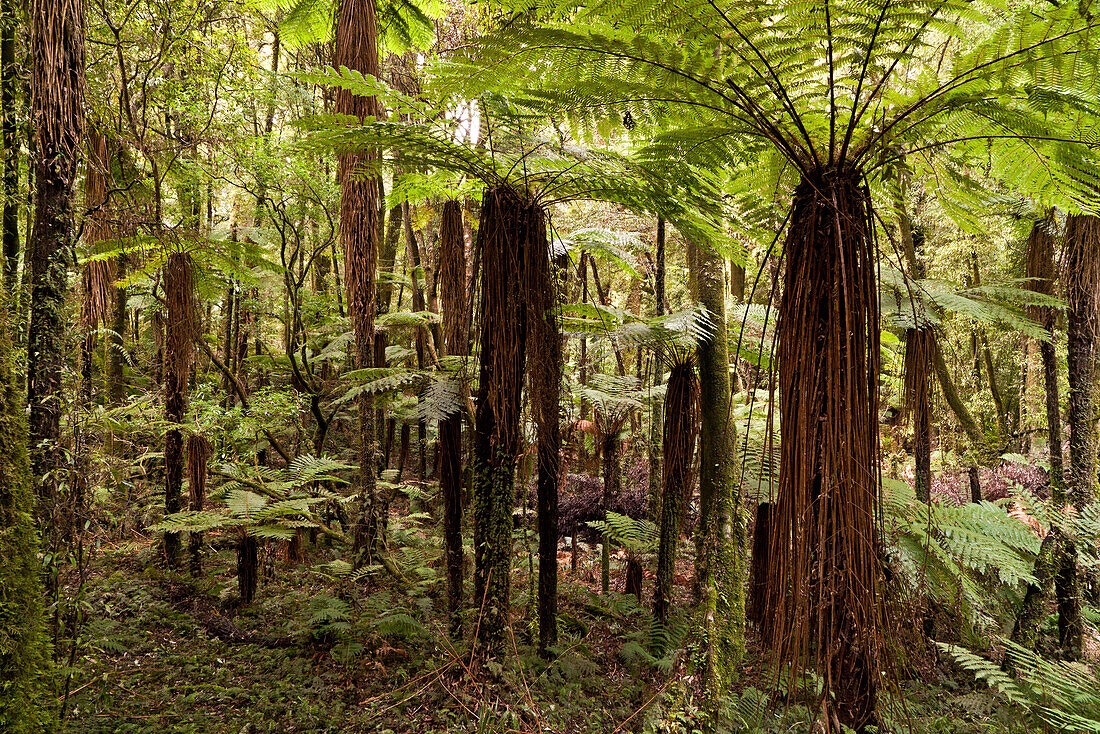 blocked for illustrated books in Germany, Austria, Switzerland: Green canopy from tree ferns and fern fronds in Whirinaki Forest, North Island, New Zealand