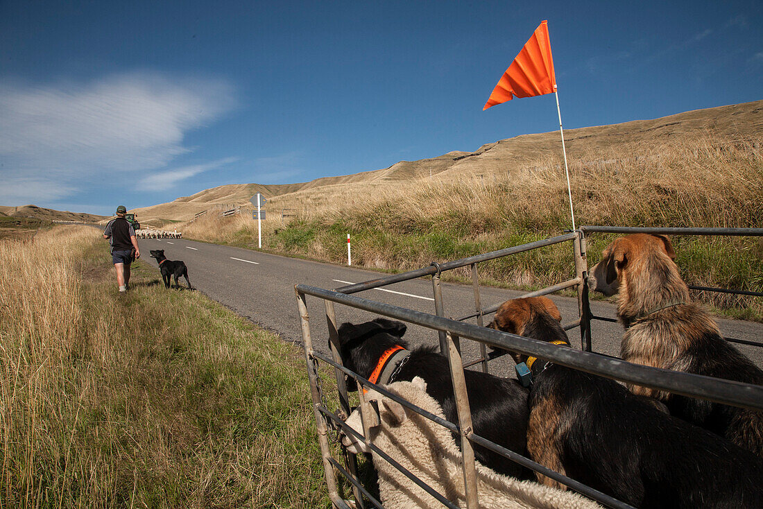 Farmer with working dogs, rounding up sheep, sheep approaching on the road, North Island, New Zealand
