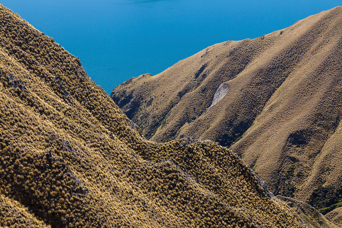 Tussockgras auf den Abhänge von Roys Peak, Lake Wanaka, Wanderweg, Tussocklandschaft, Mount Roy, Südinsel, Neuseeland