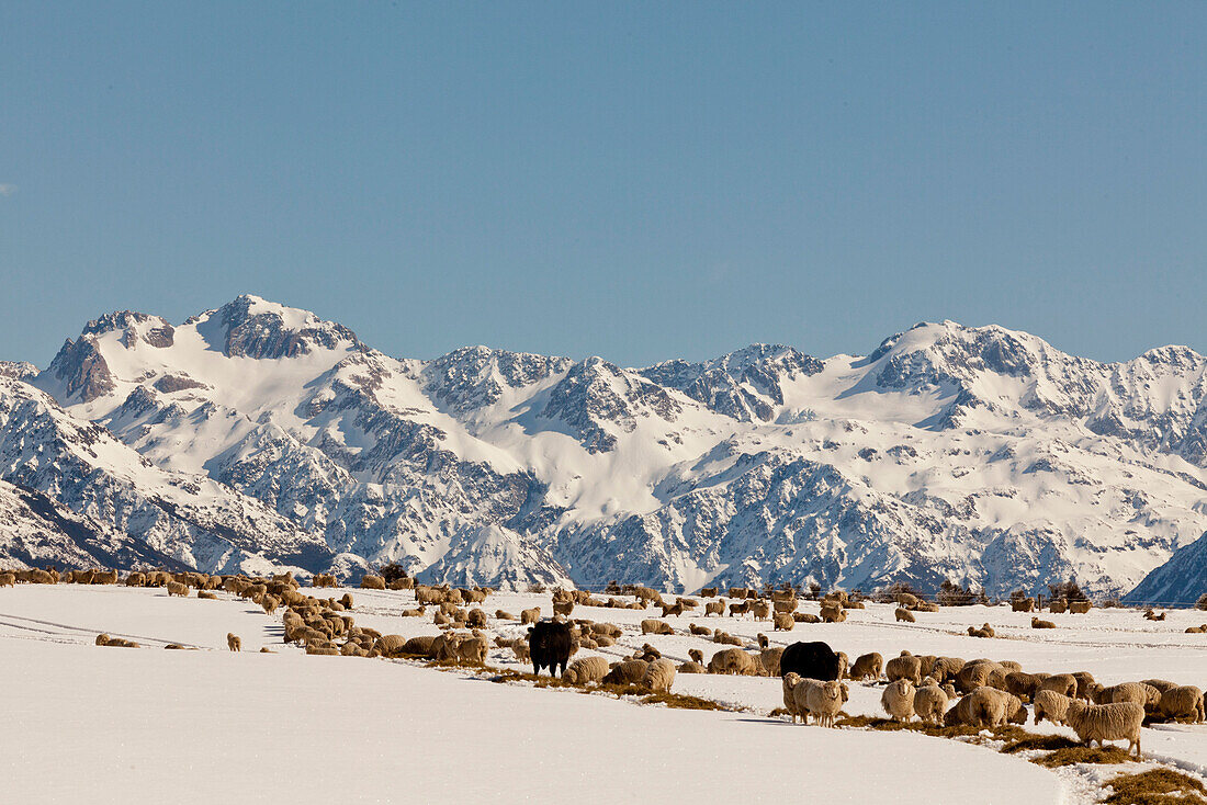 Winterfütterung im Schnee, Arthurs Pass, Schafherde und Kühe im Schnee, Südalpen, Südinsel, Neuseeland