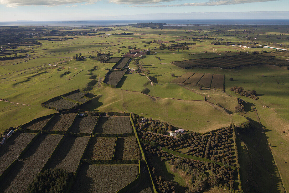 Aerial view of kiwifruit orchards, Actinidia deliciosa, Plantations with hedges as windbreakers, Bay of Plenty, North Island, New Zealand