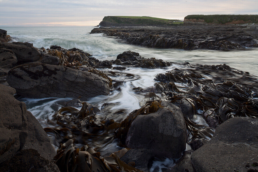 Bull kelp on rocks at Curio Bay, Catlins, South Island, New Zealand