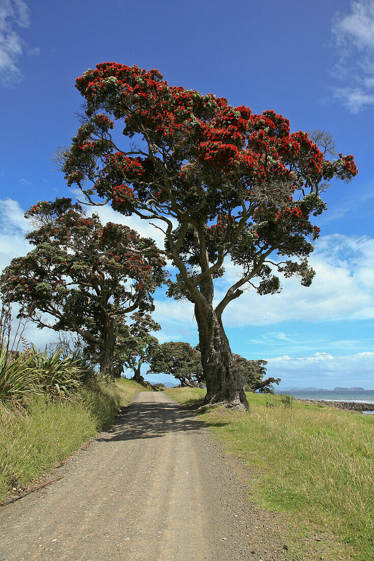 Rot blühender Pohutukawa Baum, Metrosideros excelsa, Coromandel Peninsula, Nordinsel, Neuseeland