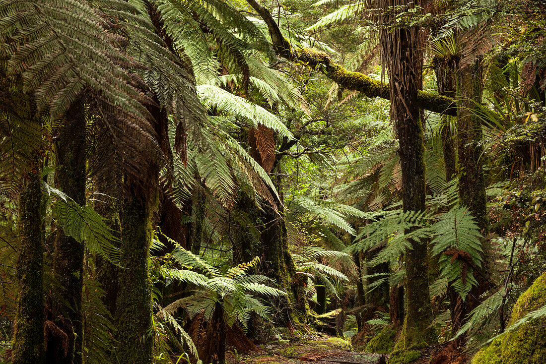 Primeval forest with tree ferns and moss covered podocarps, Children of the Mist, Lake Waikaremoana, Te Urewera National Park, North Island, New Zealand