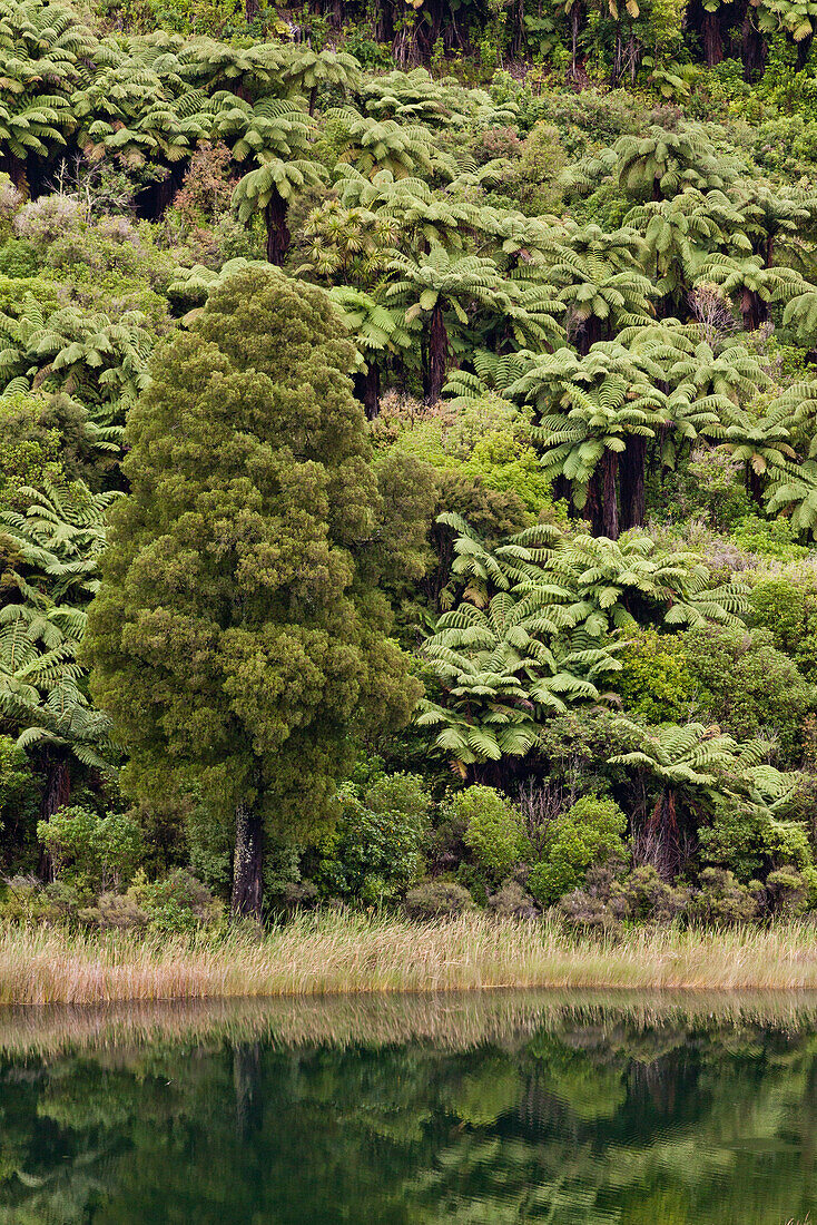 Tree ferns with reflection in a lake, track along the fern forest, Te Urewera National Park, North Island, New Zealand