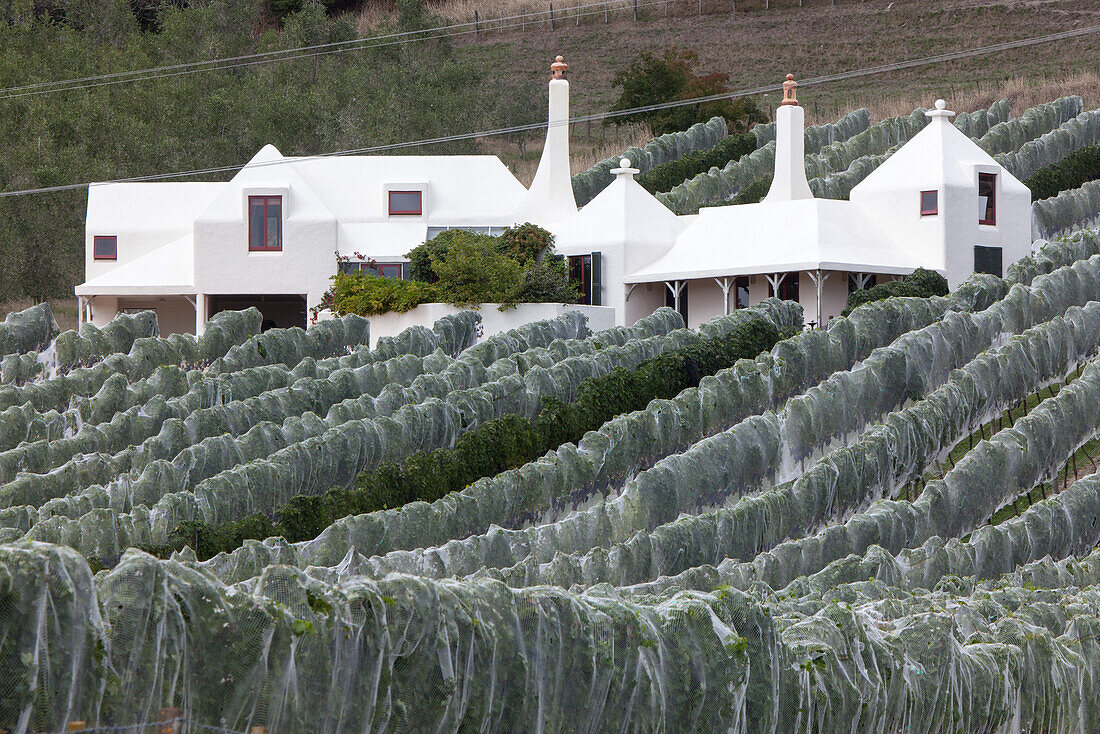 Rows of vines covered in nets, Nets protect the grapes, Buck family home in the background from architect Athfield, wine growing, Te Mata Winery, Hawkes Bay, North Island, New Zealand