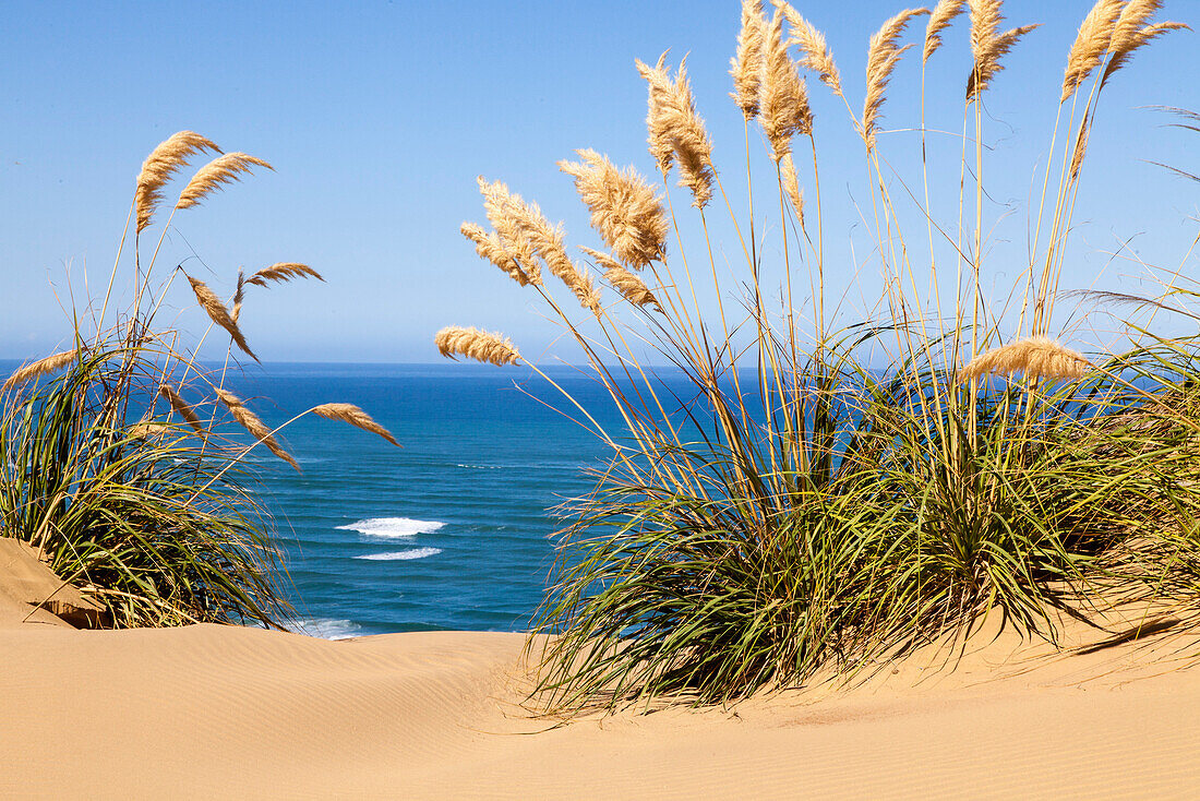 Sanddünen bei Hokianga Harbour, riesige Wanderdünen auf Halbinsel, Meerenge, Northland, Nordinsel, Neuseeland