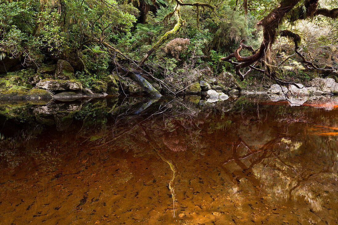 Flussufer in Oparara-Becken,tanningefärbter Fluß im Regenwald der Oparara Basin,Karamea,Kahurangi Nationalpark,Südinsel,Neuseeland