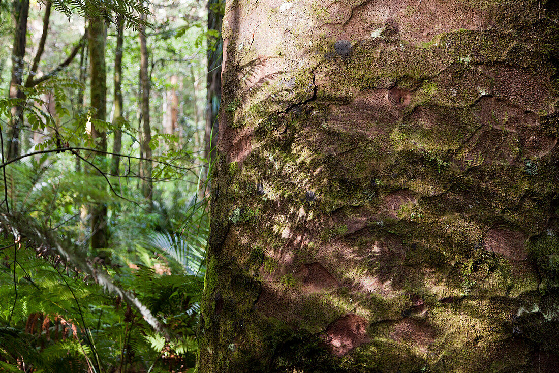 Giant kauri tree, bark, Agathis australis, Waipoua Forest, North Island, New Zealand