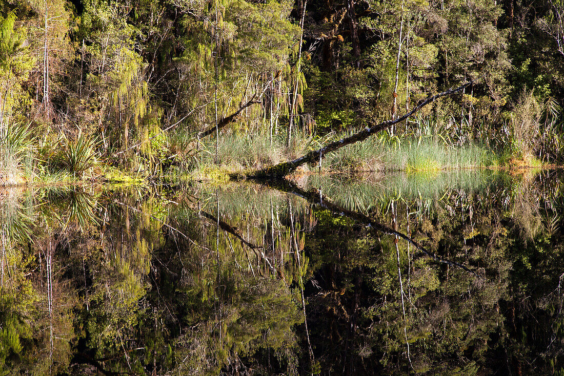 Flussufer in Oparara-Becken,tanningefärbter Fluß im Regenwald der Oparara Basin,Karamea,Kahurangi Nationalpark,Südinsel,Neuseeland