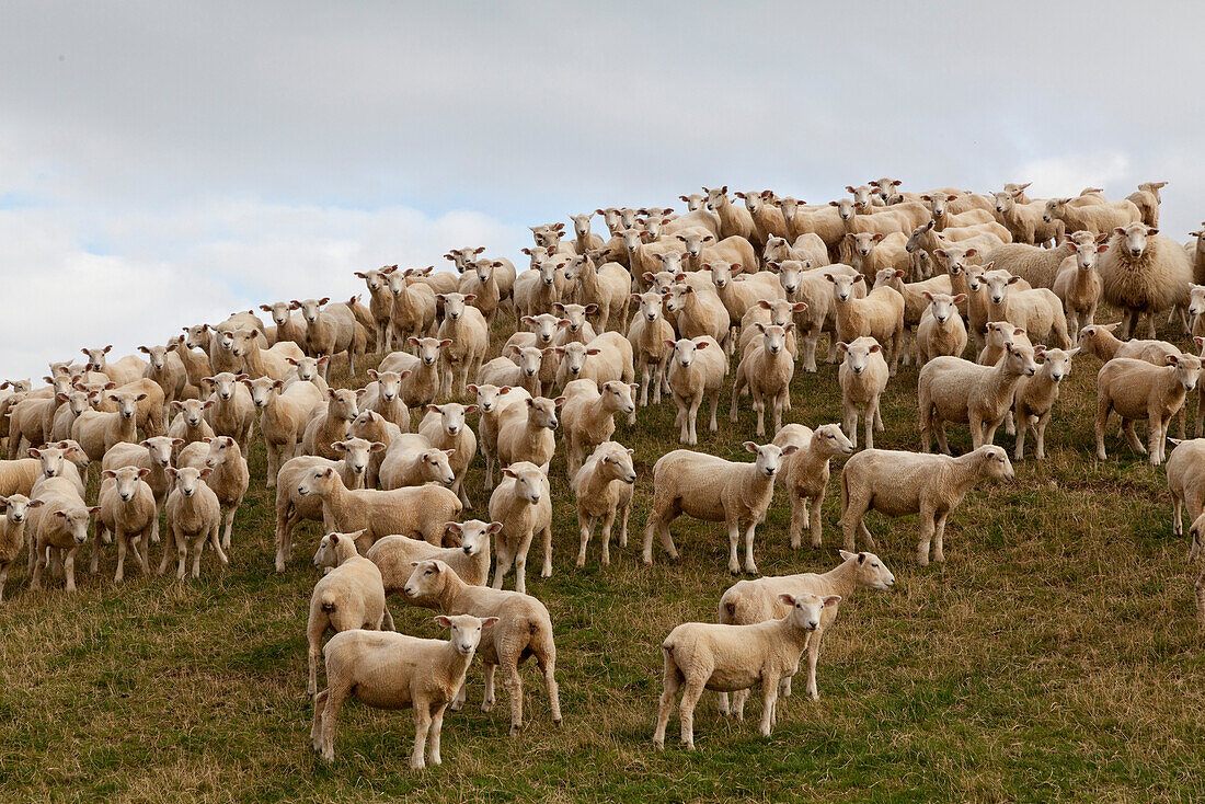 Sheep on a hill all looking into the camera, French Pass, Marlborough Sounds, South Island, New Zealand