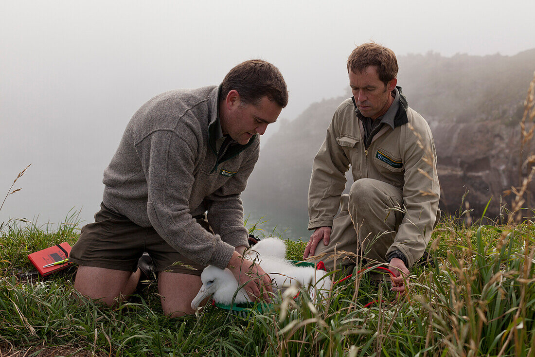 Gewichtskontrolle von Albatrosküken,zwei DOC-Ranger des Royal Albatross Centre prüfen das Gewicht der Küken,Taiaroa Head,Otago,Südinsel,Neuseeland