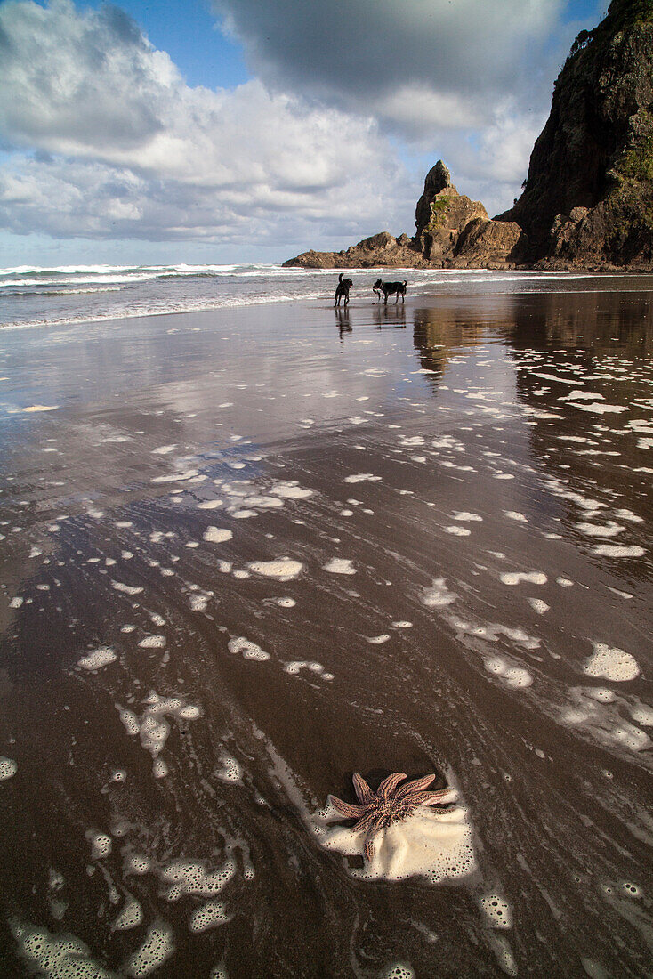 Piha Beach bei Ebbe,Meeresströmungen,Felsformation mit Seesternen,Lions rock,Auckland,Nordinsel,Neuseeland