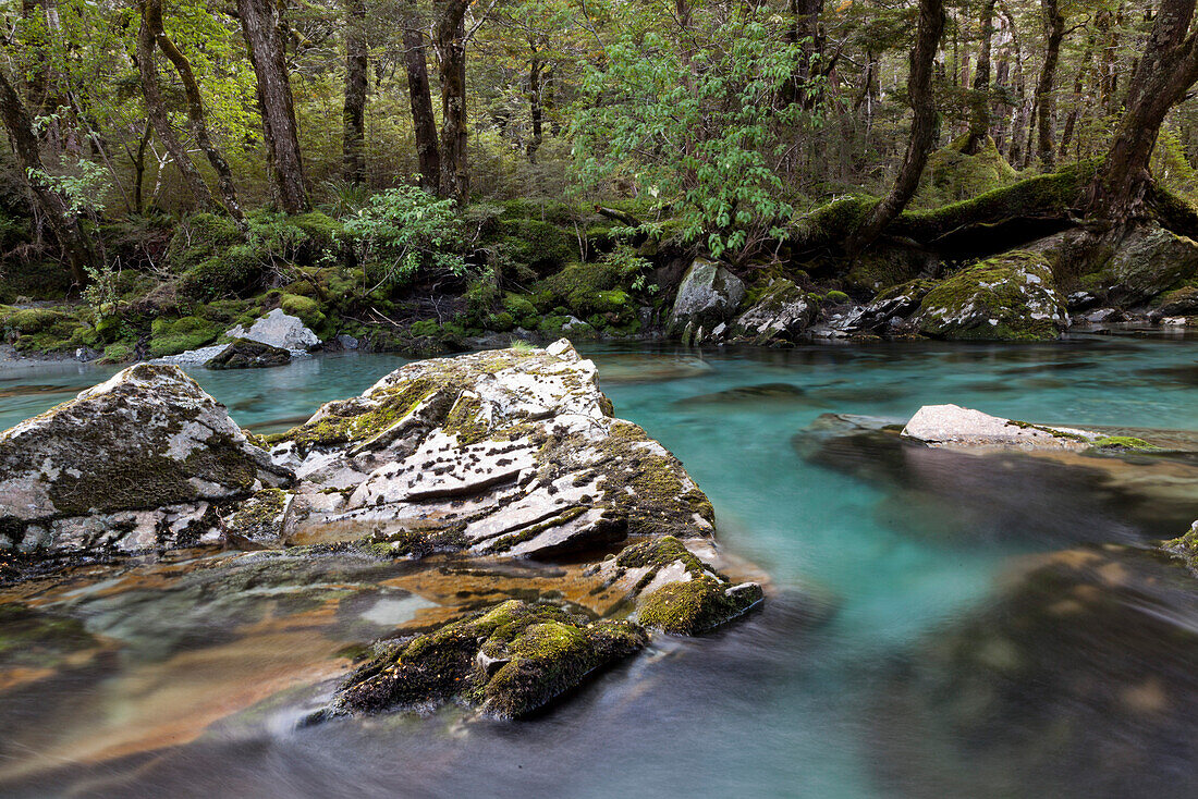 Clear mountain stream water, Routeburn Track, a Great Walk, Mount Aspiring National Park, Fiordland National Park, South Island, New Zealand