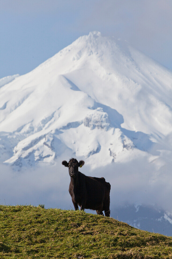 Milchkuh auf steiler Weidelandschaft vor Vulkankegel des Mount Taranaki,Friesenkuh,Nordinsel,Neuseeland