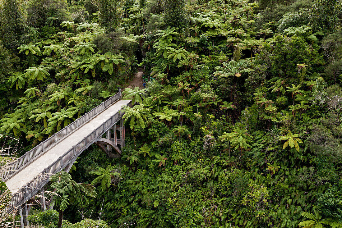 tree ferns, Bridge to Nowhere, walking track, Whanganui River, North Island, New Zealand