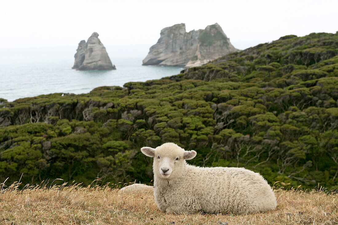 Schaf an der Küste bei Wharariki,Archway Islands im Hintergrund,Wharariki,Westküste,Südinsel,Neuseeland