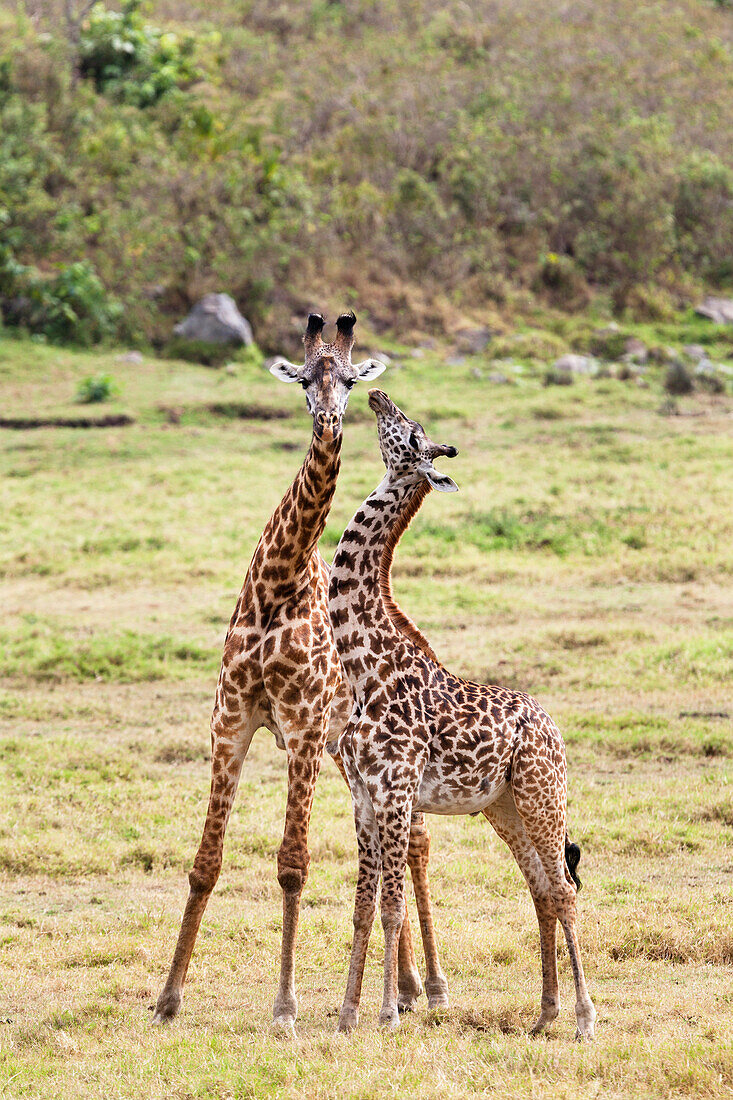 Zwei Massaigiraffen, Giraffa camelopardalis, Arusha Nationalpark, Tansania, Ostafrika, Afrika