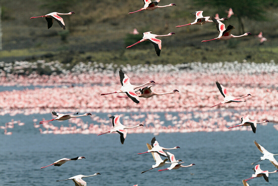 Lesser Flamingoes in flight, Phoeniconaias minor, Arusha National Park, Tanzania, East Africa, Africa